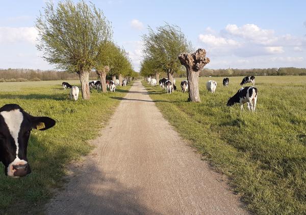 Marja Peters - Prachtig vergezicht van de Genneperhuisweg, waar dier en natuur één zijn