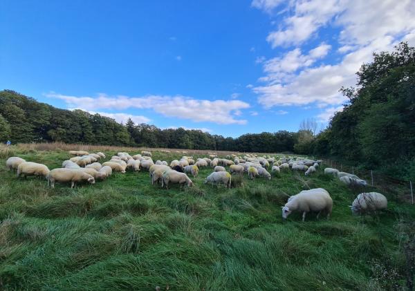 Schapen aan het grazen