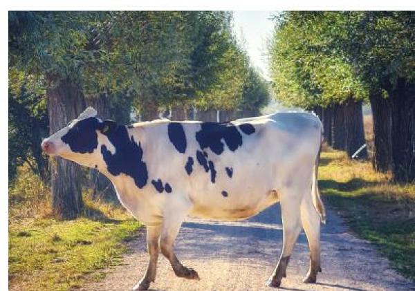 Cover gemeentegids met een koe