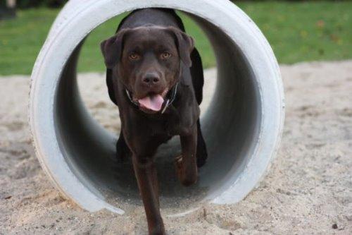 Hond