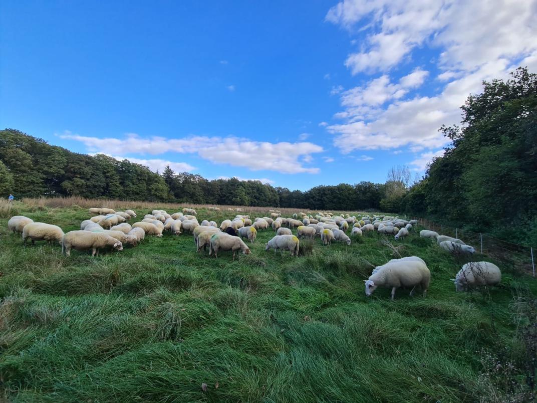 Schapen aan het grazen