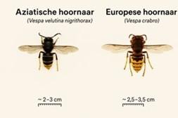 Afbeelding ter illustratie