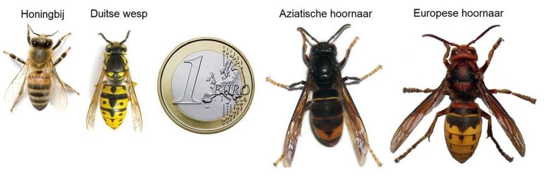 Vergelijking groottes wespen