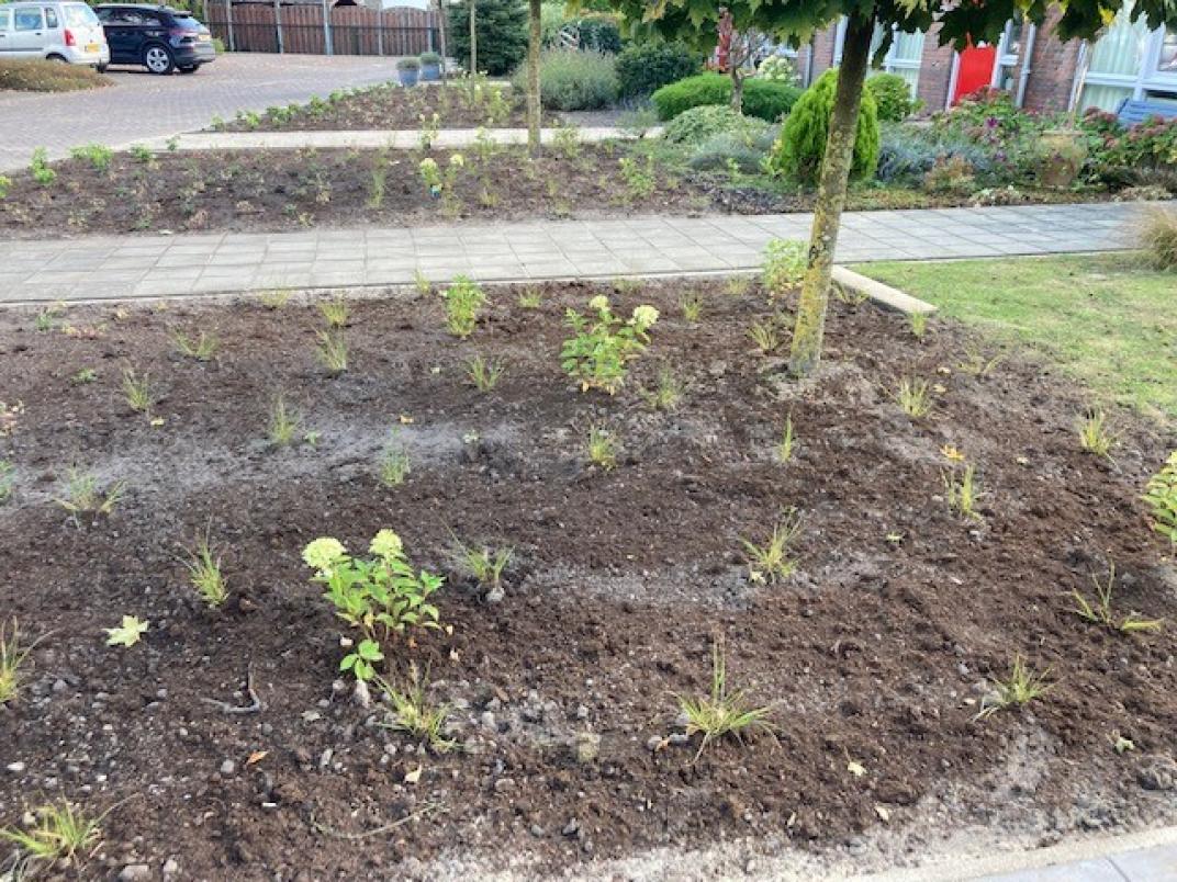 Planten in voortuin 