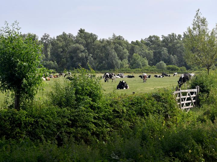 Voorbeeld van een groen dooraderd agrarisch landschap