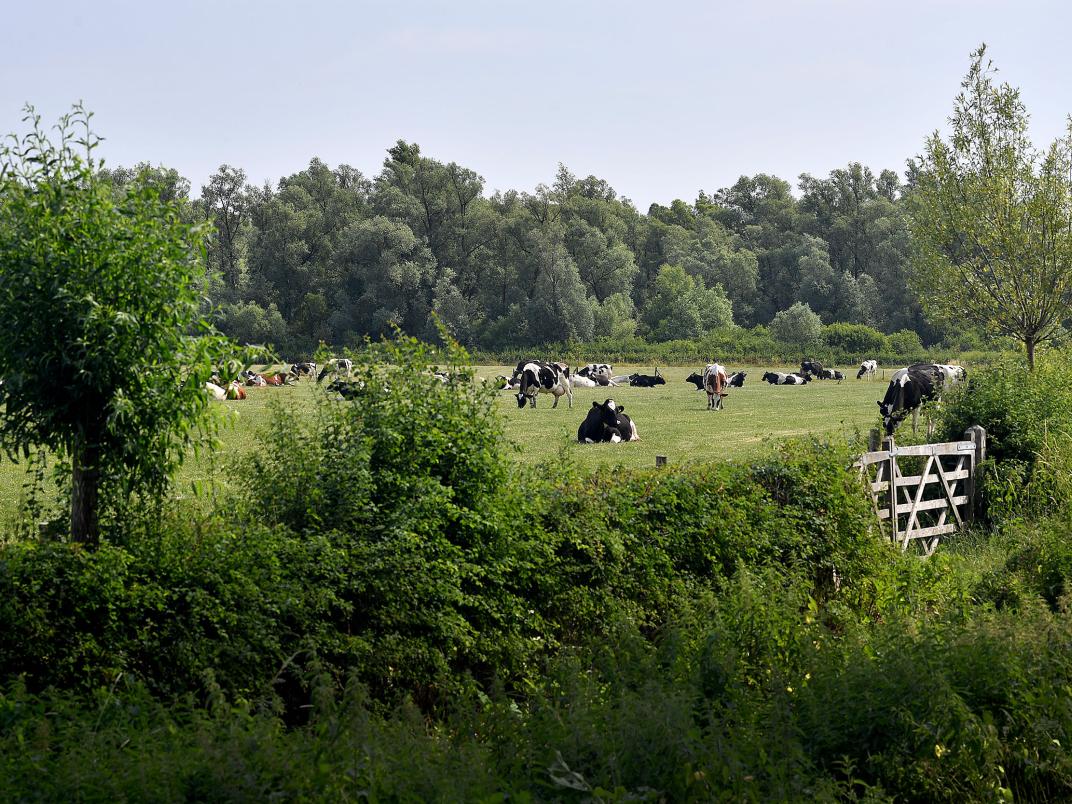 Voorbeeld van een groen dooraderd agrarisch landschap