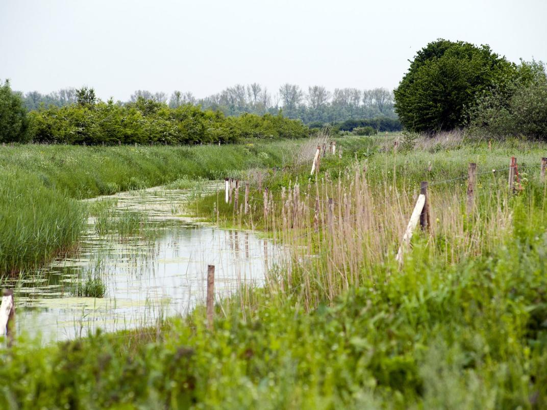 Een sloot met natuurlijke oevers