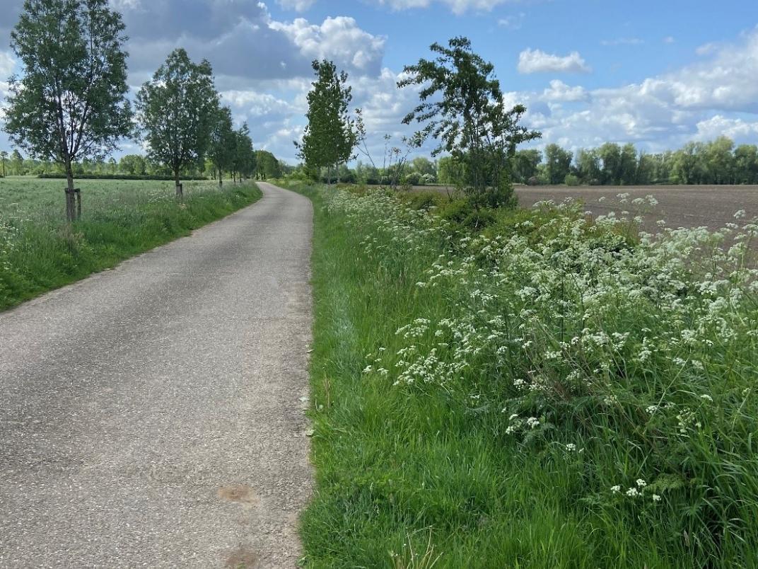 maaibeheer
