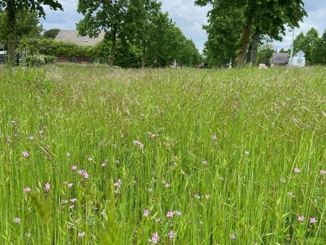 maaibeheer