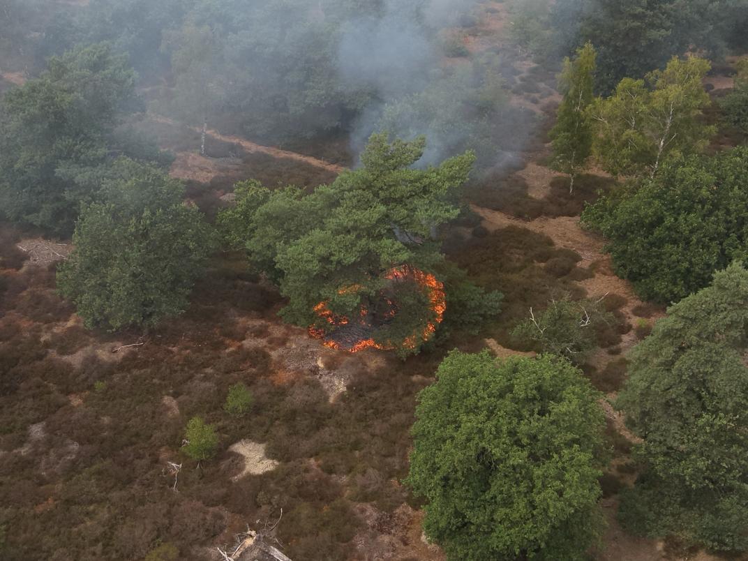 bomen die in brand staan