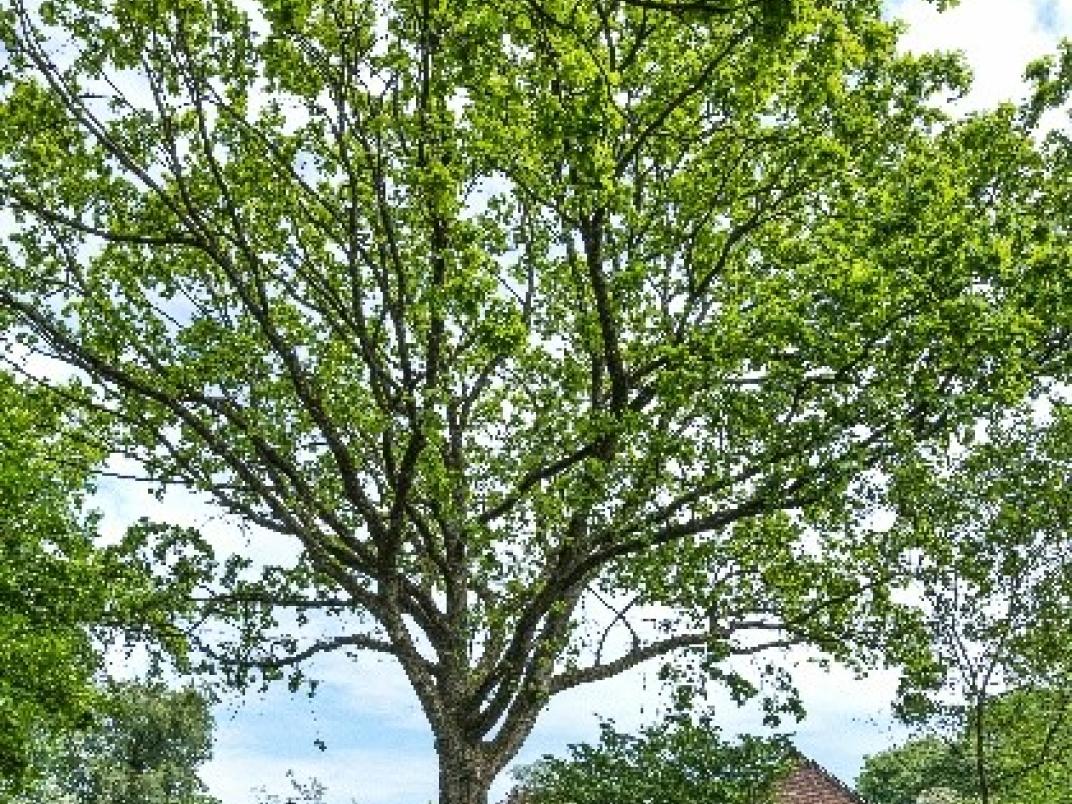 Tree tags boom