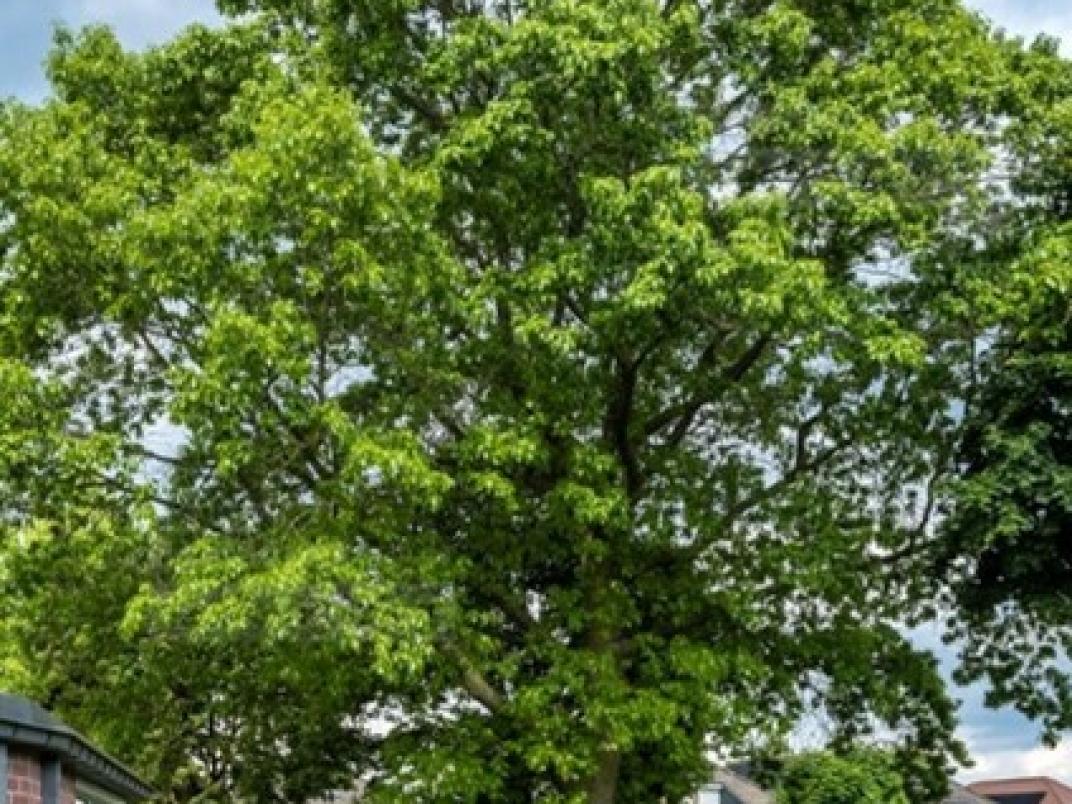 Tree tags boom