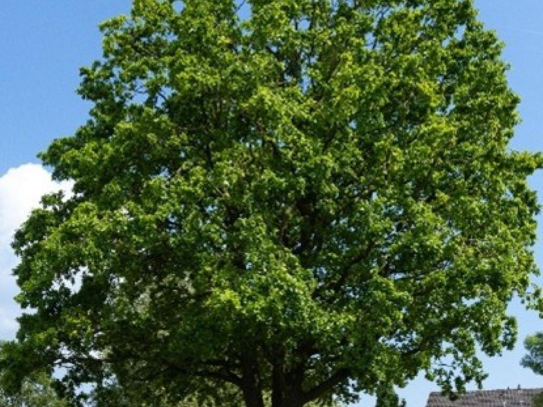 Tree tags boom